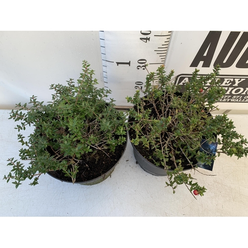 128 - TWO PERNETTYA GAULTHERIA MURONATA 'MULBERRY WINE' IN 7 LTR POTS. WITH LARGE DARK PINK ROUND BERRIES,... 