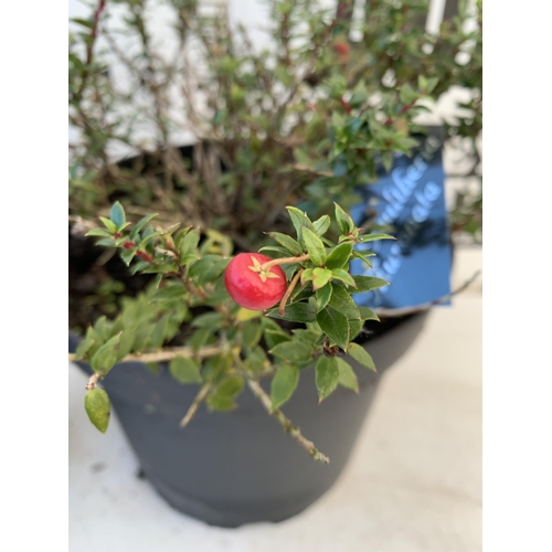 128 - TWO PERNETTYA GAULTHERIA MURONATA 'MULBERRY WINE' IN 7 LTR POTS. WITH LARGE DARK PINK ROUND BERRIES,... 