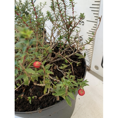 128 - TWO PERNETTYA GAULTHERIA MURONATA 'MULBERRY WINE' IN 7 LTR POTS. WITH LARGE DARK PINK ROUND BERRIES,... 