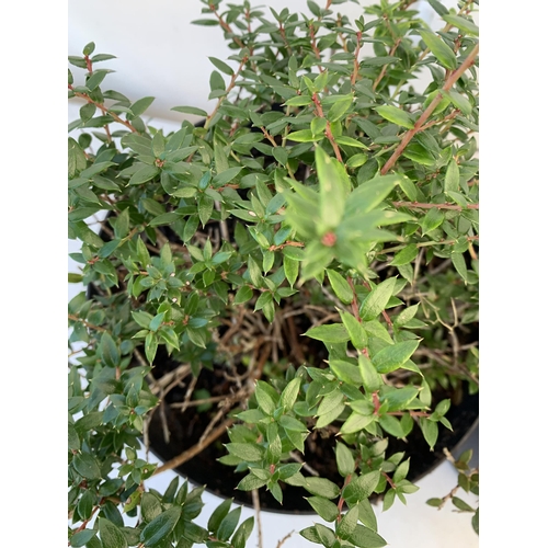 128 - TWO PERNETTYA GAULTHERIA MURONATA 'MULBERRY WINE' IN 7 LTR POTS. WITH LARGE DARK PINK ROUND BERRIES,... 