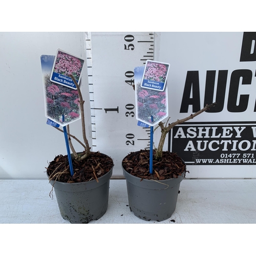 13 - TWO SAMBUCUS NIGRA 'BLACK BEAUTY' IN 2 LTR POTS. APPROX 40-50CM IN HEIGHT TO BE SOLD FOR THE TWO