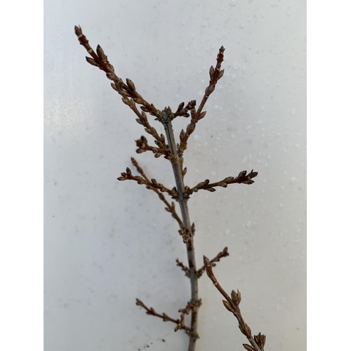 130 - TWO LARGE FORSYTHIA 'MINIGOLD' IN BUD. HAVE STUNNING YELLOW FLOWERS IN SPRING. APPROX 70CM IN HEIGHT... 