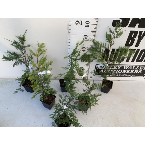 131 - SIX MIXED CONIFERS TO INCLUDE CUPRESSOCYPARIS GOLD RIDER AND CASTLEWELLAN, AND LEYLANDII. IN 1 LTR P... 