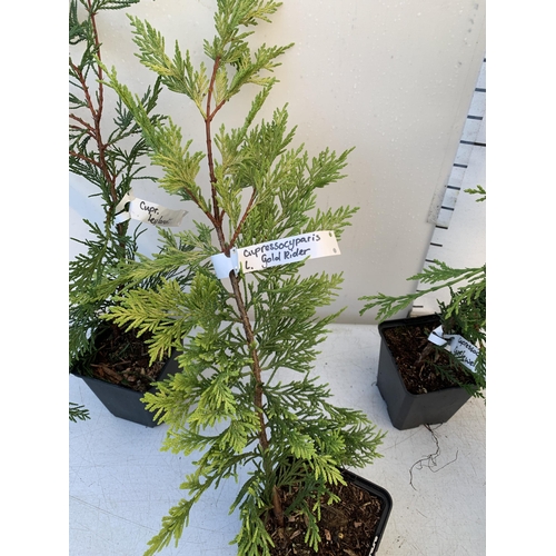 131 - SIX MIXED CONIFERS TO INCLUDE CUPRESSOCYPARIS GOLD RIDER AND CASTLEWELLAN, AND LEYLANDII. IN 1 LTR P... 