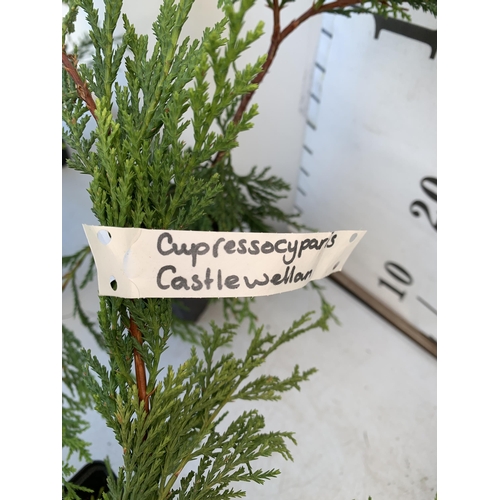 131 - SIX MIXED CONIFERS TO INCLUDE CUPRESSOCYPARIS GOLD RIDER AND CASTLEWELLAN, AND LEYLANDII. IN 1 LTR P... 