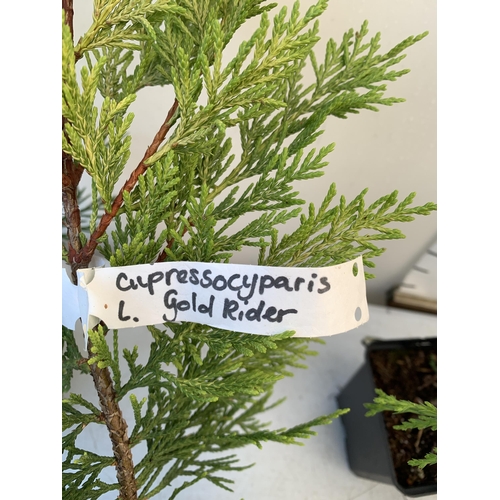 131 - SIX MIXED CONIFERS TO INCLUDE CUPRESSOCYPARIS GOLD RIDER AND CASTLEWELLAN, AND LEYLANDII. IN 1 LTR P... 