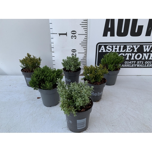 132 - SIX VARIETIES OF HEBES IN 9CM POTS. APPROX 20-30CM IN HEIGHT TO BE SOLD FOR THE SIX