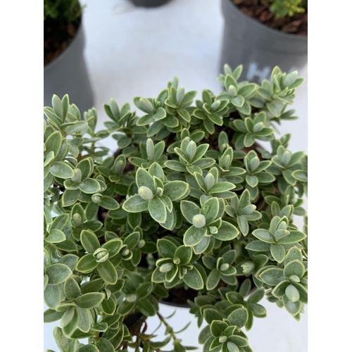 132 - SIX VARIETIES OF HEBES IN 9CM POTS. APPROX 20-30CM IN HEIGHT TO BE SOLD FOR THE SIX