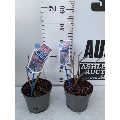 133 - TWO SAMBUCUS NIGRA 'BLACK BEAUTY' IN 2 LTR POTS. APPROX 40CM IN HEIGHT TO BE SOLD FOR THE TWO