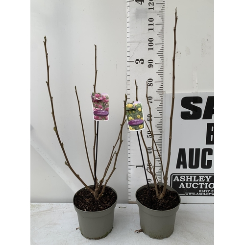 134 - TWO LARGE MAGNOLIA VARIETIES IN BUD- 'YELLOW BIRD' AND PINK 'SATISFACTION'. IN 5 LTR POTS AND APPROX... 