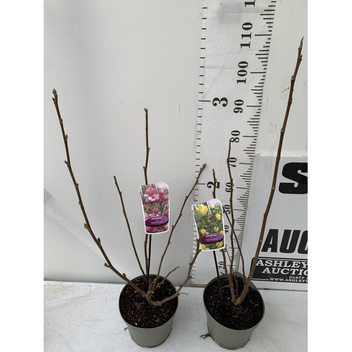 134 - TWO LARGE MAGNOLIA VARIETIES IN BUD- 'YELLOW BIRD' AND PINK 'SATISFACTION'. IN 5 LTR POTS AND APPROX... 