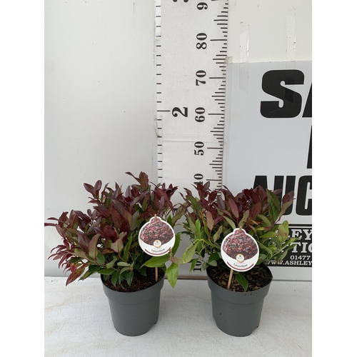 135 - TWO LEUCOTHOE 'SCARLETTA ZEBLID' IN 2 LTR POTS. GREAT COLOUR SHRUBS APPROX 40CM IN HEIGHT. TO BE SOL... 