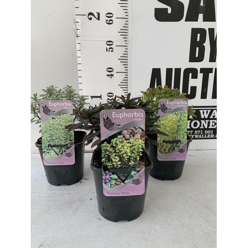 137 - THREE EUPHORBIA VARIETIES 'PURPUREA', 'ASCOTT RAINBOW' AND 'SILVER SWAN'. IN 2 LTR POTS. APPROX 30CM... 