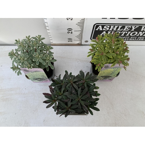 137 - THREE EUPHORBIA VARIETIES 'PURPUREA', 'ASCOTT RAINBOW' AND 'SILVER SWAN'. IN 2 LTR POTS. APPROX 30CM... 