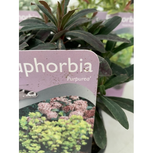 137 - THREE EUPHORBIA VARIETIES 'PURPUREA', 'ASCOTT RAINBOW' AND 'SILVER SWAN'. IN 2 LTR POTS. APPROX 30CM... 