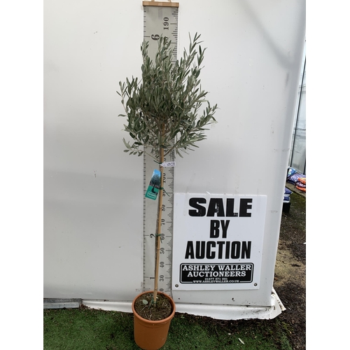 138 - ONE LARGE ITALIAN OLIVE STANDARD TREE FROM SICILY. APPROX 170CM IN HEIGHT IN A 9 LTR POT NO VAT