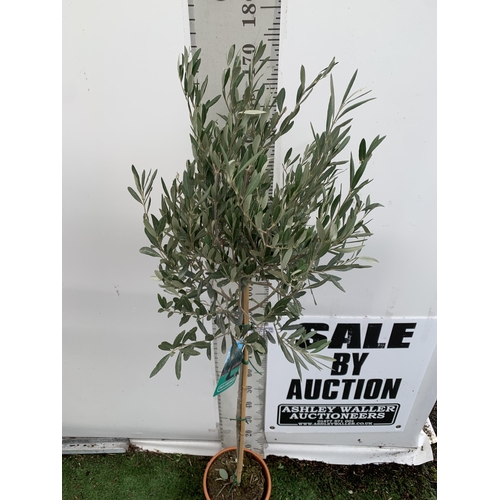 138 - ONE LARGE ITALIAN OLIVE STANDARD TREE FROM SICILY. APPROX 170CM IN HEIGHT IN A 9 LTR POT NO VAT