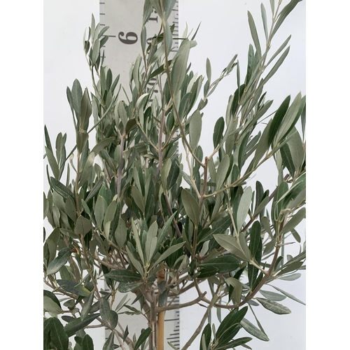 138 - ONE LARGE ITALIAN OLIVE STANDARD TREE FROM SICILY. APPROX 170CM IN HEIGHT IN A 9 LTR POT NO VAT