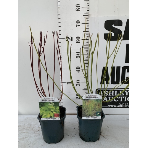 139 - TWO CORNUS VARIETIES, BRIGHT GREEN 'FLAVIRAMEA' AND RED ALBA 'AUREA'. IN 2 LTR POTS, APPROX 60-70CM ... 