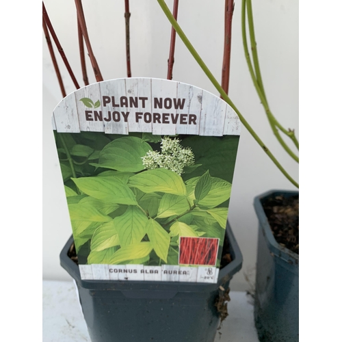 139 - TWO CORNUS VARIETIES, BRIGHT GREEN 'FLAVIRAMEA' AND RED ALBA 'AUREA'. IN 2 LTR POTS, APPROX 60-70CM ... 