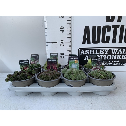 14 - ONE TRAY OF EIGHT SEMPERVIVUM VARIETIES IN 1 LTR POTS. TO BE SOLD FOR THE EIGHT