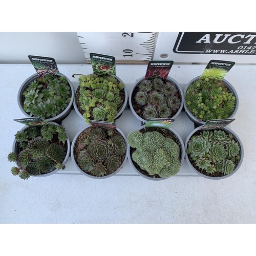 14 - ONE TRAY OF EIGHT SEMPERVIVUM VARIETIES IN 1 LTR POTS. TO BE SOLD FOR THE EIGHT