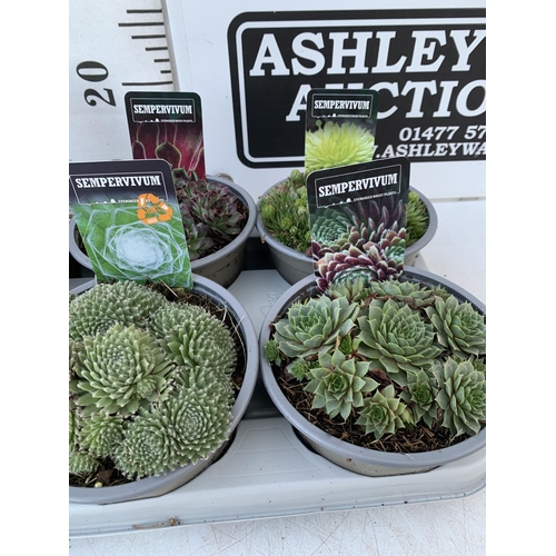 14 - ONE TRAY OF EIGHT SEMPERVIVUM VARIETIES IN 1 LTR POTS. TO BE SOLD FOR THE EIGHT