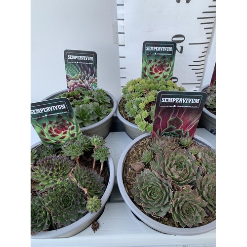 14 - ONE TRAY OF EIGHT SEMPERVIVUM VARIETIES IN 1 LTR POTS. TO BE SOLD FOR THE EIGHT