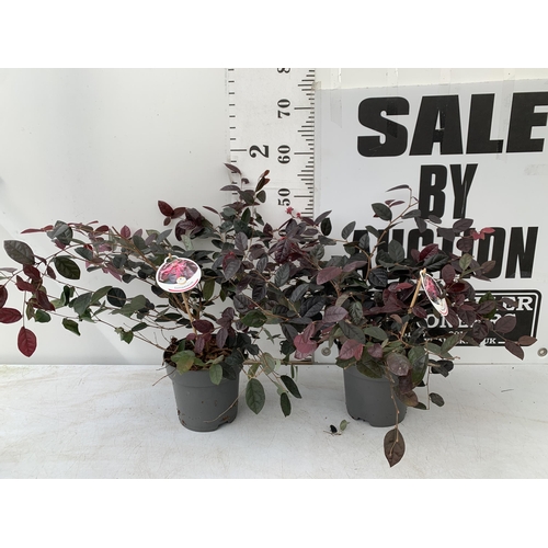 140 - TWO LOROPETALUM CHINESE FRINGE FLOWER 'FIRE DANCE' IN 2 LTR POTS. EVERGREEN WITH BRIGHT PINK STRAP F... 