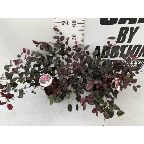 140 - TWO LOROPETALUM CHINESE FRINGE FLOWER 'FIRE DANCE' IN 2 LTR POTS. EVERGREEN WITH BRIGHT PINK STRAP F... 