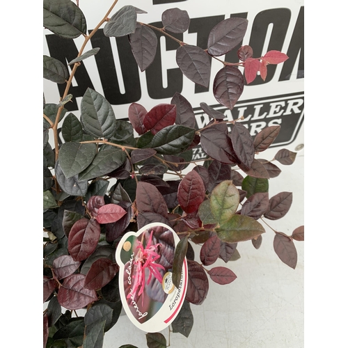 140 - TWO LOROPETALUM CHINESE FRINGE FLOWER 'FIRE DANCE' IN 2 LTR POTS. EVERGREEN WITH BRIGHT PINK STRAP F... 