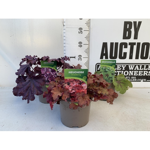 146 - THREE VARIOUS HEUCHERA TO INCLUDE ART NOUVEAU, FOREVER PURPLE AND CRANBERRY. IN TWO LITRE POTS 30-40... 