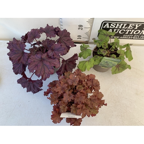 146 - THREE VARIOUS HEUCHERA TO INCLUDE ART NOUVEAU, FOREVER PURPLE AND CRANBERRY. IN TWO LITRE POTS 30-40... 