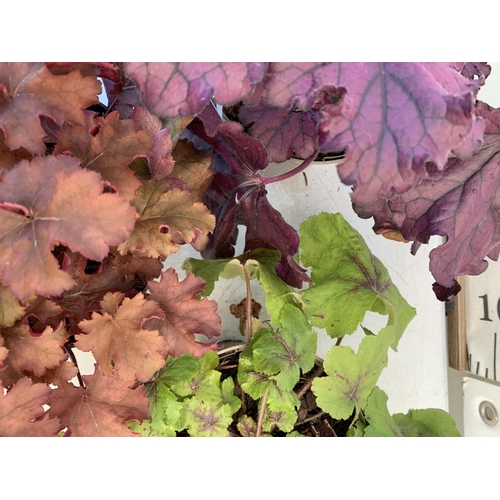 146 - THREE VARIOUS HEUCHERA TO INCLUDE ART NOUVEAU, FOREVER PURPLE AND CRANBERRY. IN TWO LITRE POTS 30-40... 