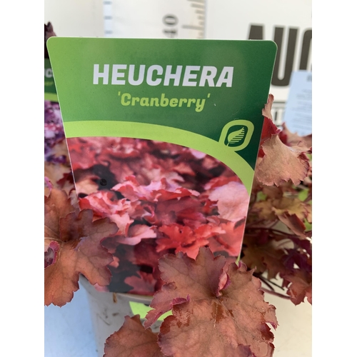 146 - THREE VARIOUS HEUCHERA TO INCLUDE ART NOUVEAU, FOREVER PURPLE AND CRANBERRY. IN TWO LITRE POTS 30-40... 