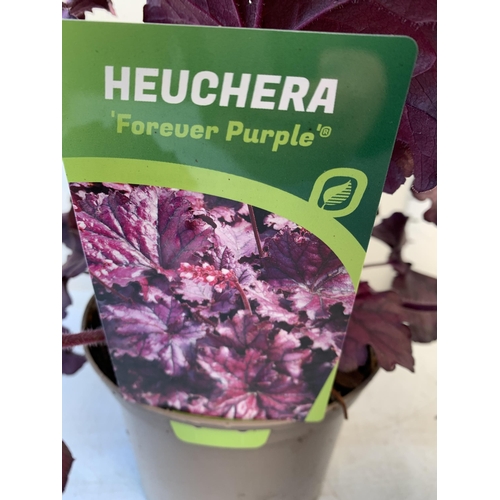 146 - THREE VARIOUS HEUCHERA TO INCLUDE ART NOUVEAU, FOREVER PURPLE AND CRANBERRY. IN TWO LITRE POTS 30-40... 