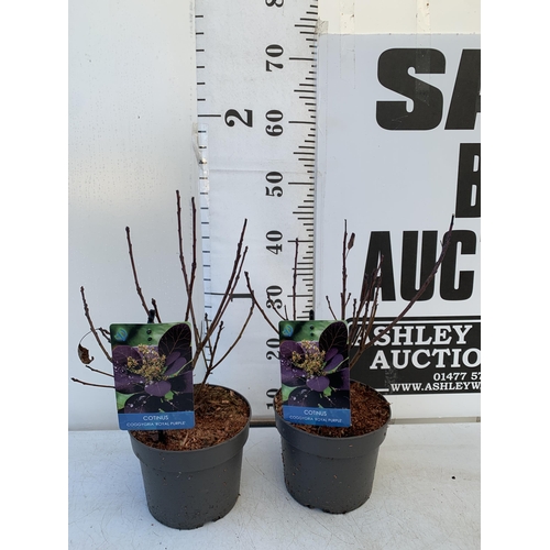 147 - TWO COTINUS COGGYGRIA 'ROYAL PURPLE' SMOKE BUSH IN 3 LTR POTS APPROX 50CM IN HEIGHT TO BE SOLD FOR T... 