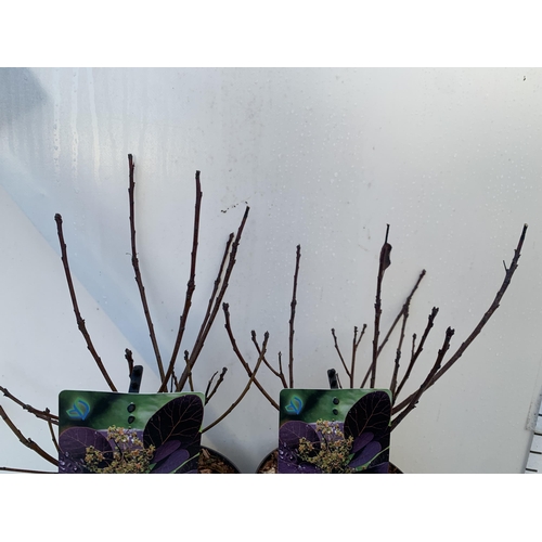 147 - TWO COTINUS COGGYGRIA 'ROYAL PURPLE' SMOKE BUSH IN 3 LTR POTS APPROX 50CM IN HEIGHT TO BE SOLD FOR T... 