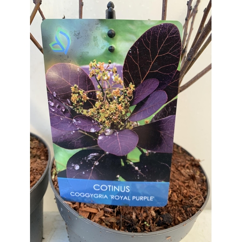 147 - TWO COTINUS COGGYGRIA 'ROYAL PURPLE' SMOKE BUSH IN 3 LTR POTS APPROX 50CM IN HEIGHT TO BE SOLD FOR T... 