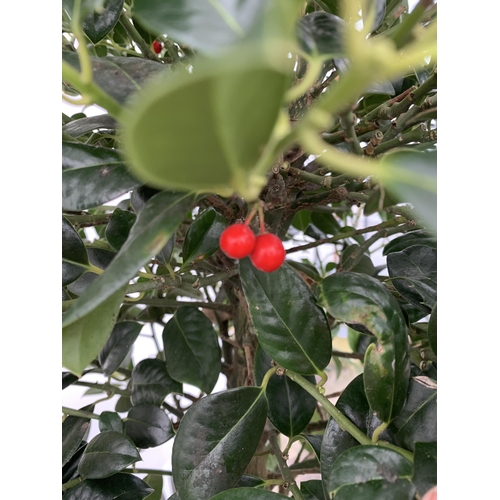 149 - A LARGE STANDARD HOLLY ILEX AQUIFOLIUM J C VAN TOLL TREE WITH BERRIES APPROX 200CM IN HEIGHT, IN A 2... 