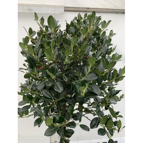 149 - A LARGE STANDARD HOLLY ILEX AQUIFOLIUM J C VAN TOLL TREE WITH BERRIES APPROX 200CM IN HEIGHT, IN A 2... 