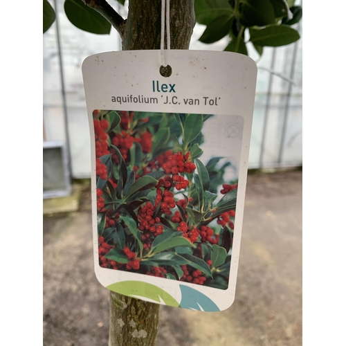 149 - A LARGE STANDARD HOLLY ILEX AQUIFOLIUM J C VAN TOLL TREE WITH BERRIES APPROX 200CM IN HEIGHT, IN A 2... 