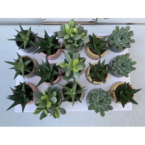 15 - A TRAY OF FIFTEEN MIXED SUCCULENTS IN 7CM CERAMIC DIFFERENT COLOURED POTS. TO BE SOLD FOR THE FIFTEE... 