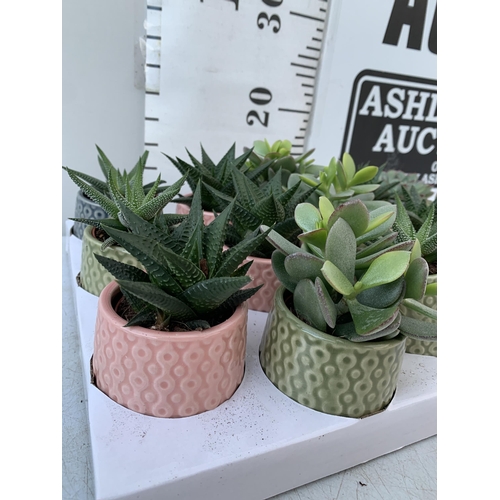 15 - A TRAY OF FIFTEEN MIXED SUCCULENTS IN 7CM CERAMIC DIFFERENT COLOURED POTS. TO BE SOLD FOR THE FIFTEE... 