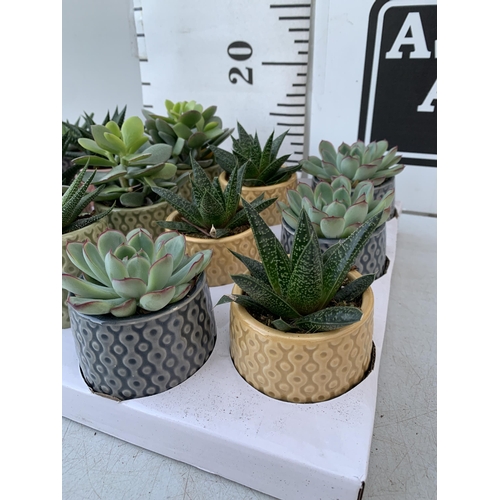 15 - A TRAY OF FIFTEEN MIXED SUCCULENTS IN 7CM CERAMIC DIFFERENT COLOURED POTS. TO BE SOLD FOR THE FIFTEE... 