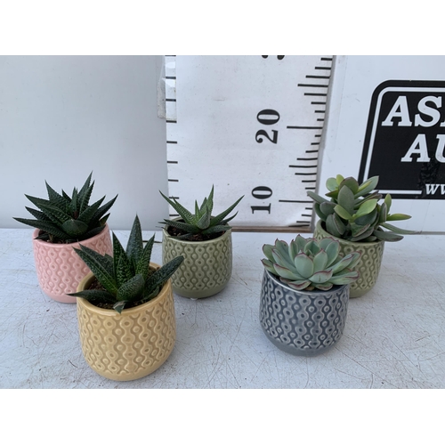 15 - A TRAY OF FIFTEEN MIXED SUCCULENTS IN 7CM CERAMIC DIFFERENT COLOURED POTS. TO BE SOLD FOR THE FIFTEE... 