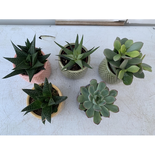 15 - A TRAY OF FIFTEEN MIXED SUCCULENTS IN 7CM CERAMIC DIFFERENT COLOURED POTS. TO BE SOLD FOR THE FIFTEE... 