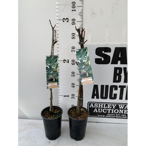 150 - TWO FIG FICUS CARICA 'BROWN TURKEY' IN 3 LTR POTS. APPROX 90CM IN HEIGHT TO BE SOLD FOR THE TWO. NO ... 