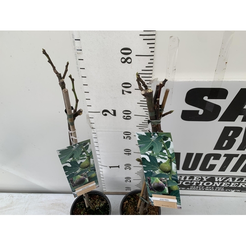 150 - TWO FIG FICUS CARICA 'BROWN TURKEY' IN 3 LTR POTS. APPROX 90CM IN HEIGHT TO BE SOLD FOR THE TWO. NO ... 