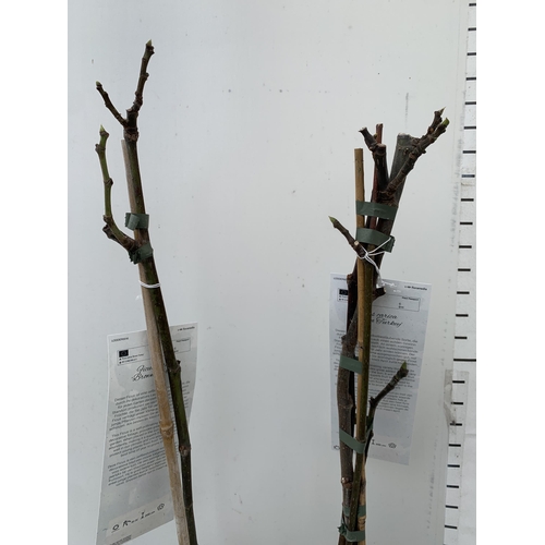 150 - TWO FIG FICUS CARICA 'BROWN TURKEY' IN 3 LTR POTS. APPROX 90CM IN HEIGHT TO BE SOLD FOR THE TWO. NO ... 